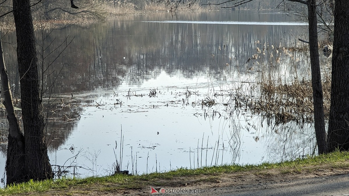 Rozlewiska Narwi w Ostrołęce: Piękno i zagrożenie [07.03.2024] - zdjęcie #18 - eOstroleka.pl