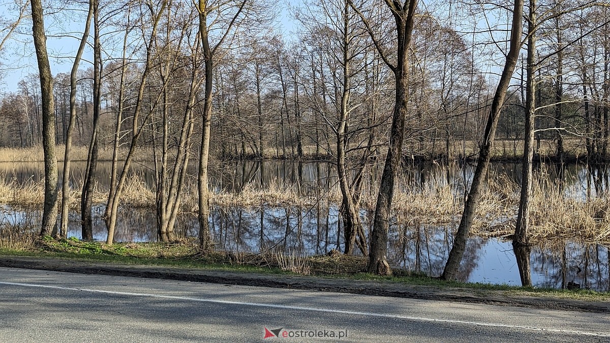 Rozlewiska Narwi w Ostrołęce: Piękno i zagrożenie [07.03.2024] - zdjęcie #14 - eOstroleka.pl