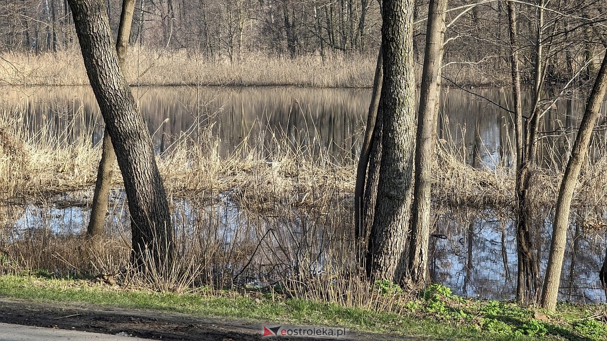 Rozlewiska Narwi w Ostrołęce: Piękno i zagrożenie [07.03.2024] - zdjęcie #11 - eOstroleka.pl
