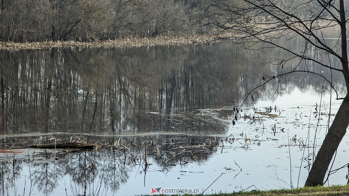 Rozlewiska Narwi w Ostrołęce: Piękno i zagrożenie [07.03.2024] - zdjęcie #9 - eOstroleka.pl