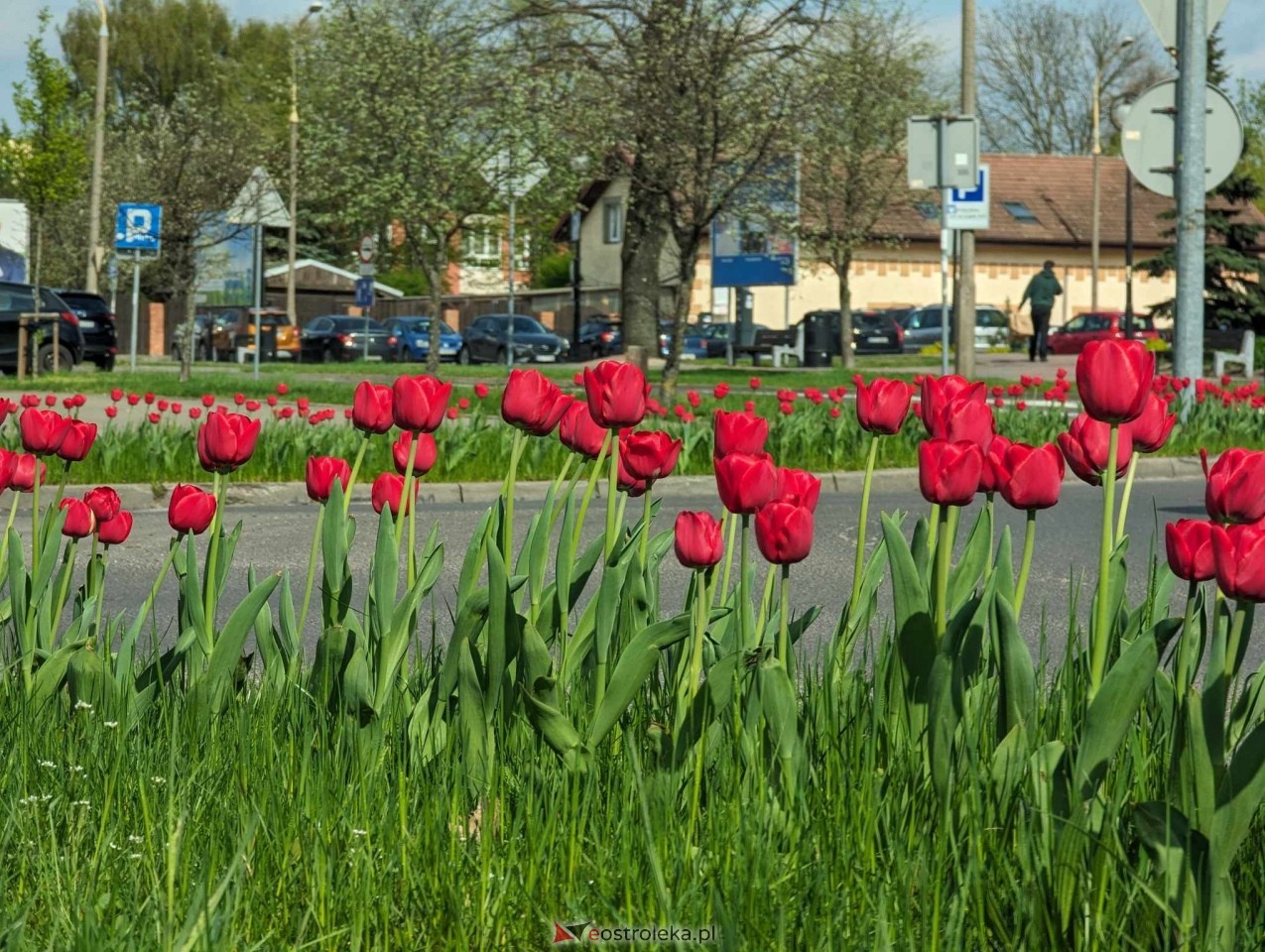 Kwiatki przy rondach w Ostrołęce [13.04.2024] - zdjęcie #4 - eOstroleka.pl