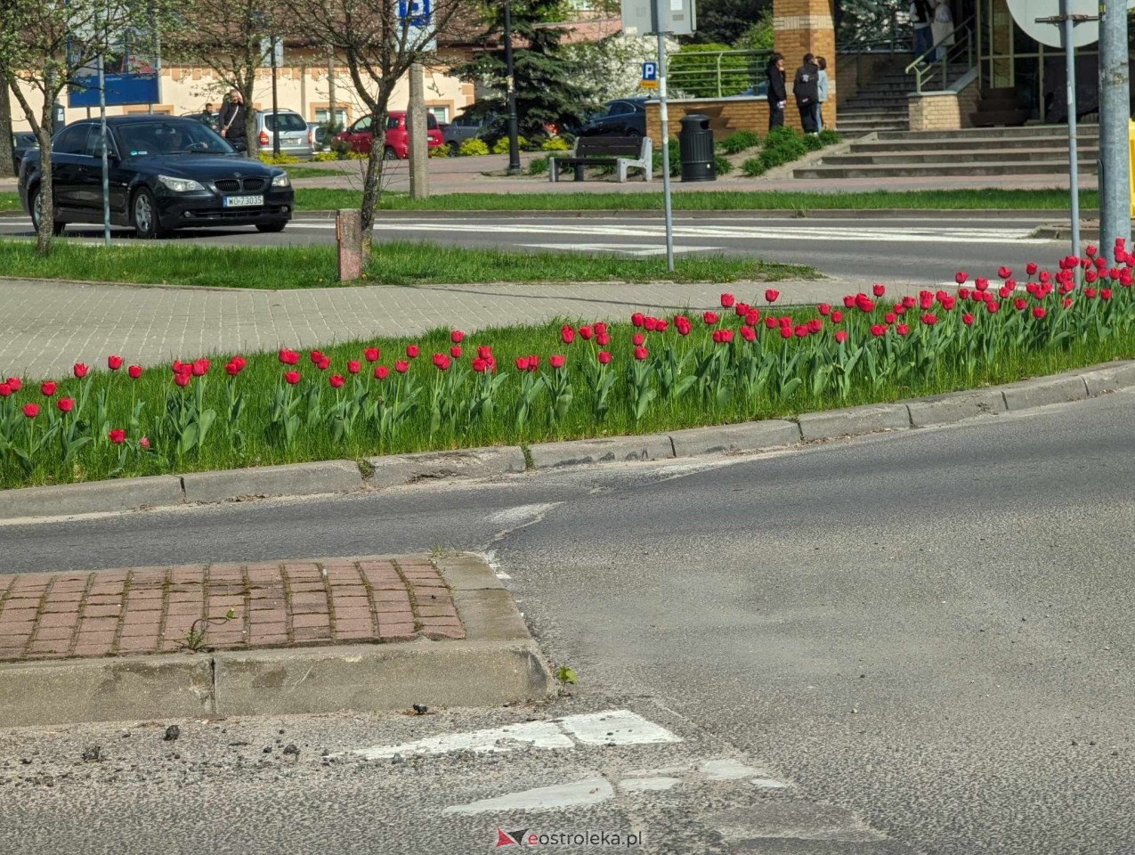 Kwiatki przy rondach w Ostrołęce [13.04.2024] - zdjęcie #8 - eOstroleka.pl