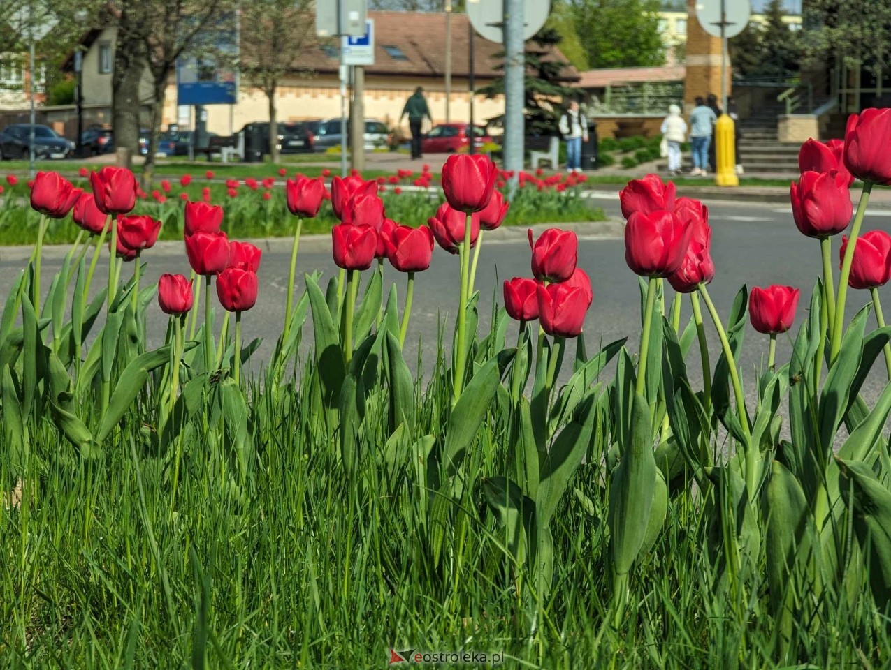 Kwiatki przy rondach w Ostrołęce [13.04.2024] - zdjęcie #3 - eOstroleka.pl