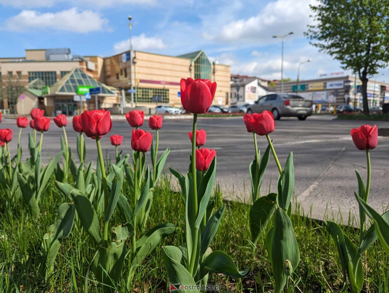 Kwiatki przy rondach w Ostrołęce [13.04.2024] - zdjęcie #6 - eOstroleka.pl