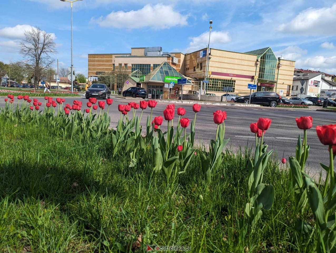 Kwiatki przy rondach w Ostrołęce [13.04.2024] - zdjęcie #1 - eOstroleka.pl