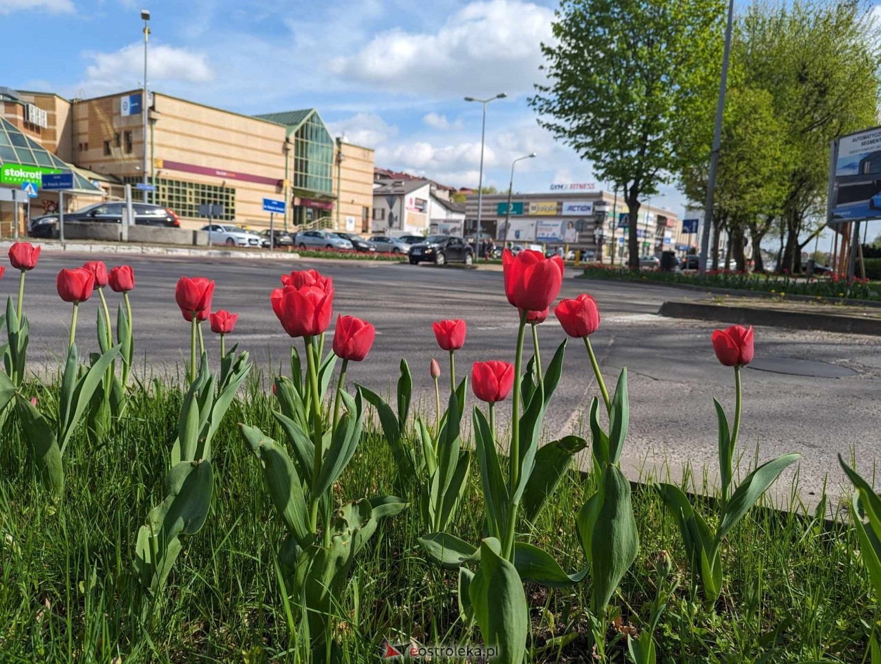 Kwiatki przy rondach w Ostrołęce [13.04.2024] - zdjęcie #2 - eOstroleka.pl
