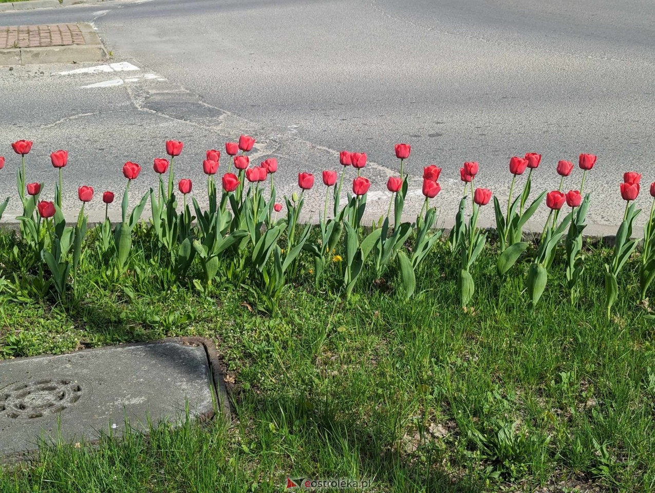 Kwiatki przy rondach w Ostrołęce [13.04.2024] - zdjęcie #6 - eOstroleka.pl