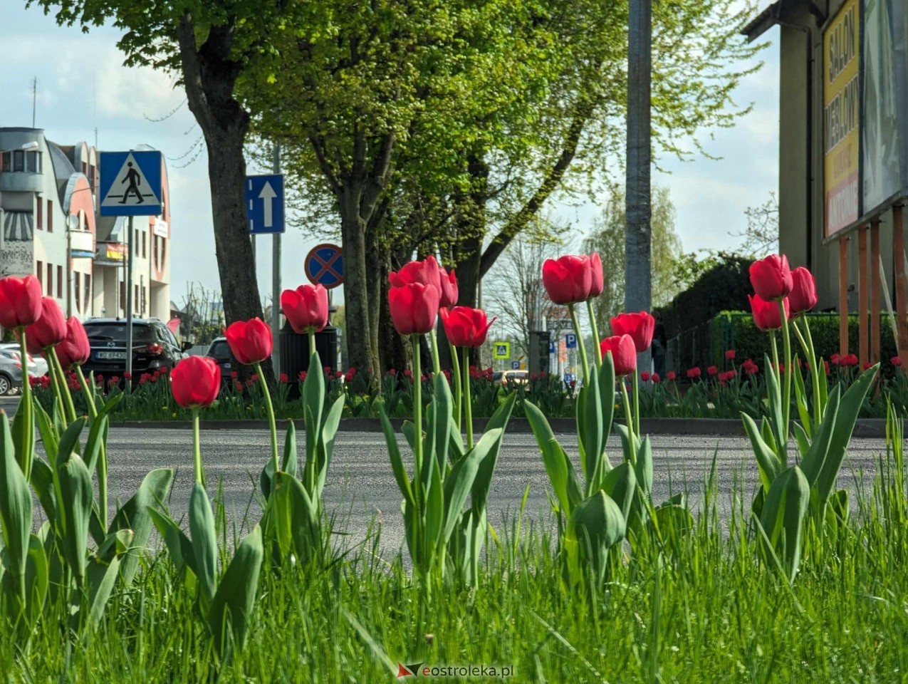 Kwiatki przy rondach w Ostrołęce [13.04.2024] - zdjęcie #10 - eOstroleka.pl