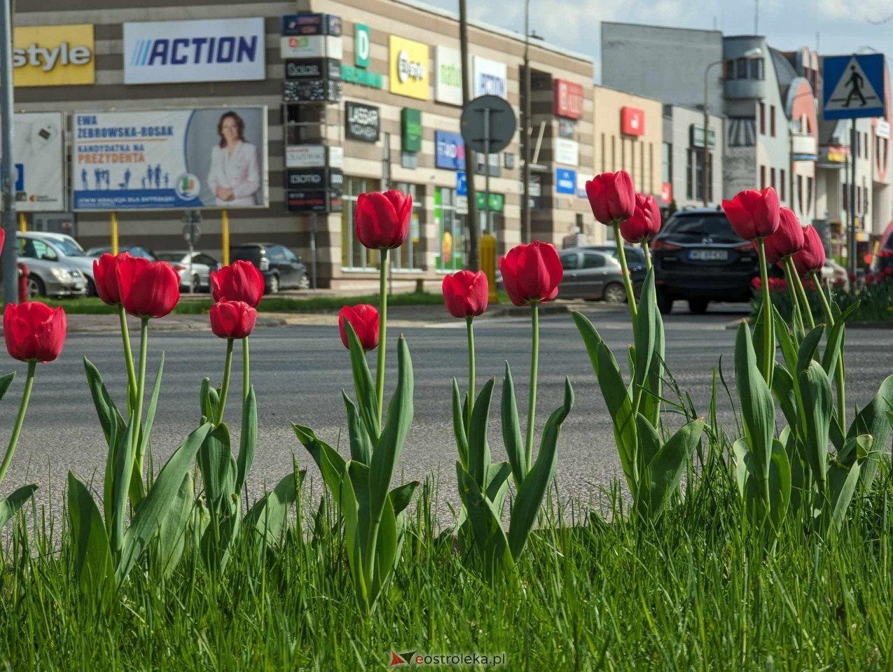 Kwiatki przy rondach w Ostrołęce [13.04.2024] - zdjęcie #2 - eOstroleka.pl