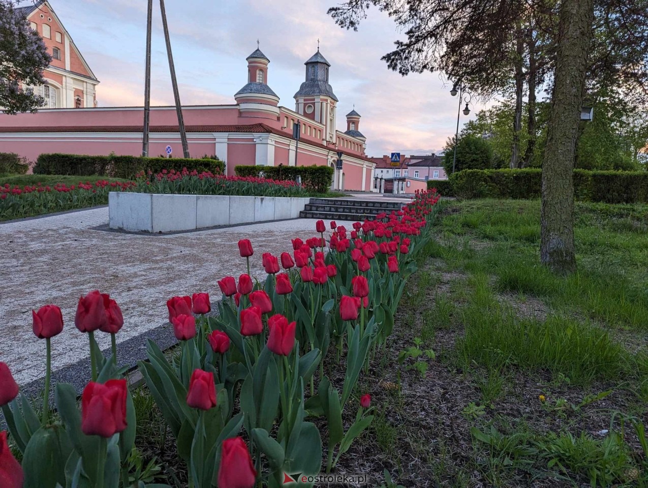 Skwer J. Psarskiego w Ostrołęce [16.04.2024] - zdjęcie #8 - eOstroleka.pl