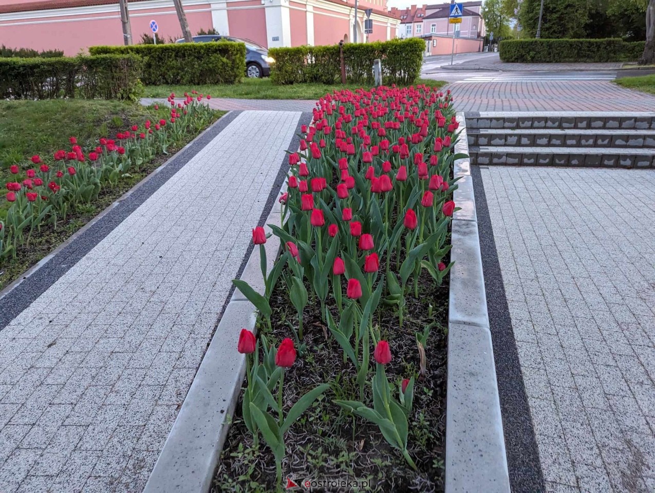 Skwer J. Psarskiego w Ostrołęce [16.04.2024] - zdjęcie #16 - eOstroleka.pl