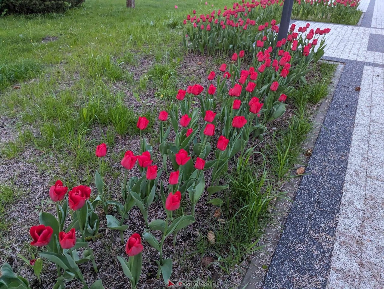 Skwer J. Psarskiego w Ostrołęce [16.04.2024] - zdjęcie #6 - eOstroleka.pl