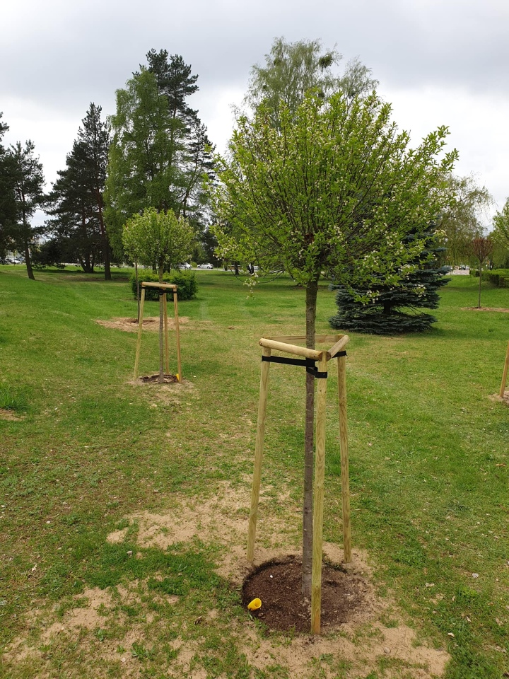 Pracownicy Ostrołęckiego Przedsiębiorstwa Komunalnego posadzili 60 drzew - zdjęcie #1 - eOstroleka.pl