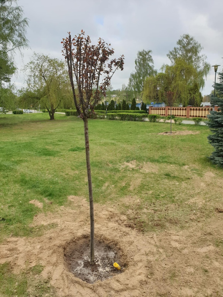 Pracownicy Ostrołęckiego Przedsiębiorstwa Komunalnego posadzili 60 drzew - zdjęcie #2 - eOstroleka.pl