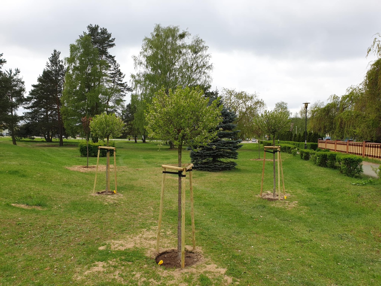 Pracownicy Ostrołęckiego Przedsiębiorstwa Komunalnego posadzili 60 drzew - zdjęcie #3 - eOstroleka.pl