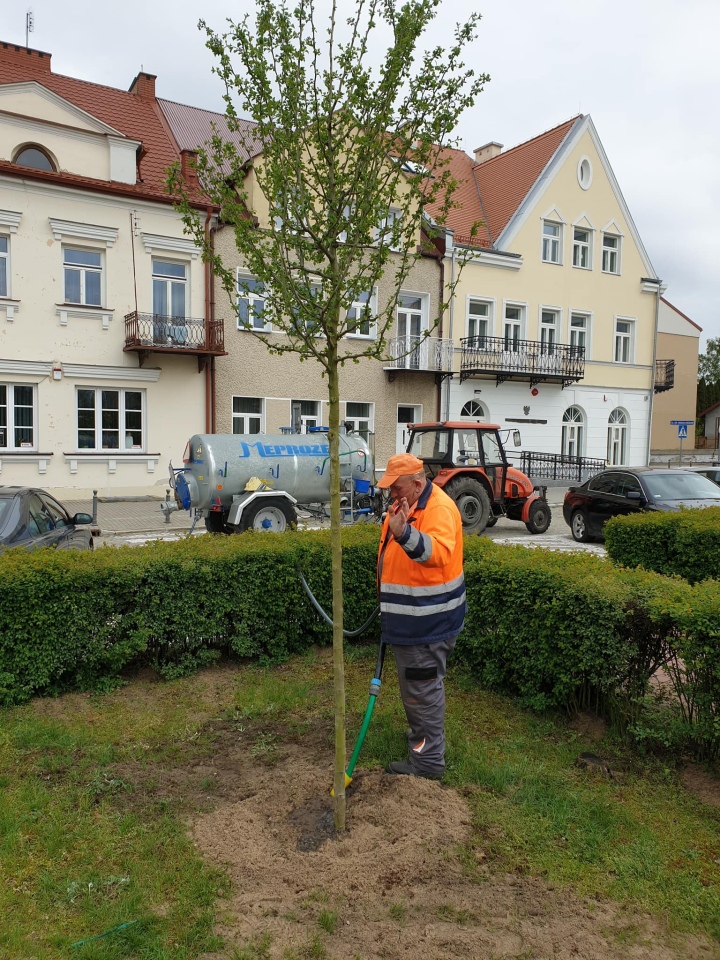 Pracownicy Ostrołęckiego Przedsiębiorstwa Komunalnego posadzili 60 drzew - zdjęcie #4 - eOstroleka.pl
