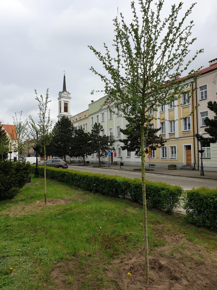 Pracownicy Ostrołęckiego Przedsiębiorstwa Komunalnego posadzili 60 drzew - zdjęcie #5 - eOstroleka.pl