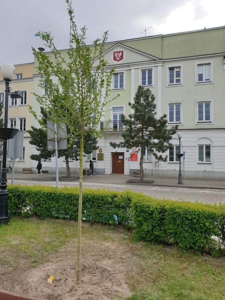 Pracownicy Ostrołęckiego Przedsiębiorstwa Komunalnego posadzili 60 drzew - zdjęcie #6 - eOstroleka.pl