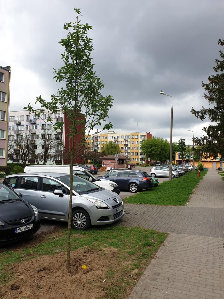 Pracownicy Ostrołęckiego Przedsiębiorstwa Komunalnego posadzili 60 drzew - zdjęcie #9 - eOstroleka.pl