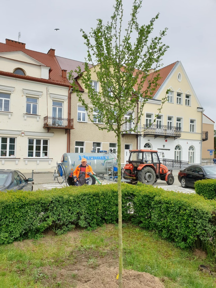 Pracownicy Ostrołęckiego Przedsiębiorstwa Komunalnego posadzili 60 drzew - zdjęcie #10 - eOstroleka.pl