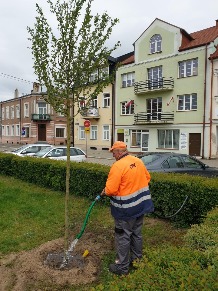 Pracownicy Ostrołęckiego Przedsiębiorstwa Komunalnego posadzili 60 drzew - zdjęcie #11 - eOstroleka.pl