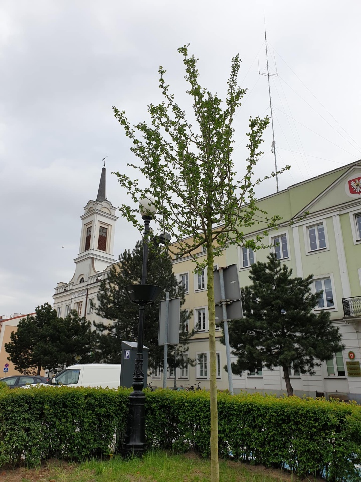 Pracownicy Ostrołęckiego Przedsiębiorstwa Komunalnego posadzili 60 drzew - zdjęcie #13 - eOstroleka.pl