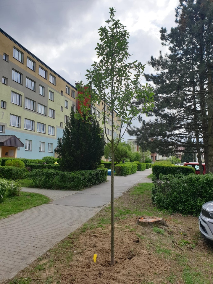 Pracownicy Ostrołęckiego Przedsiębiorstwa Komunalnego posadzili 60 drzew - zdjęcie #14 - eOstroleka.pl