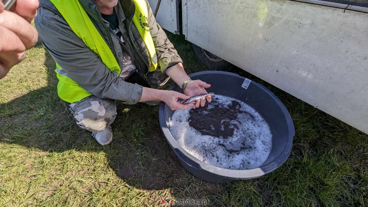 Wiosenne zarybianie Narwi z Energa Elektrownie Ostrołęka [09.05.2024] - zdjęcie #32 - eOstroleka.pl