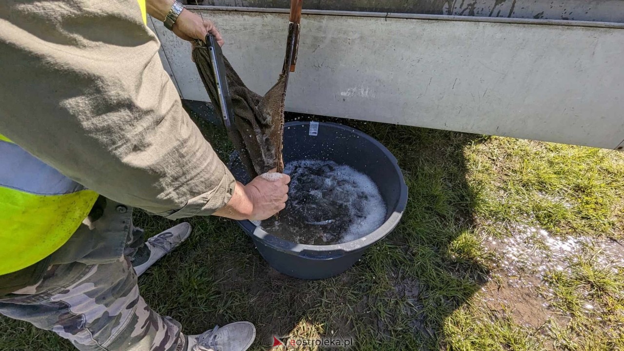 Wiosenne zarybianie Narwi z Energa Elektrownie Ostrołęka [09.05.2024] - zdjęcie #23 - eOstroleka.pl