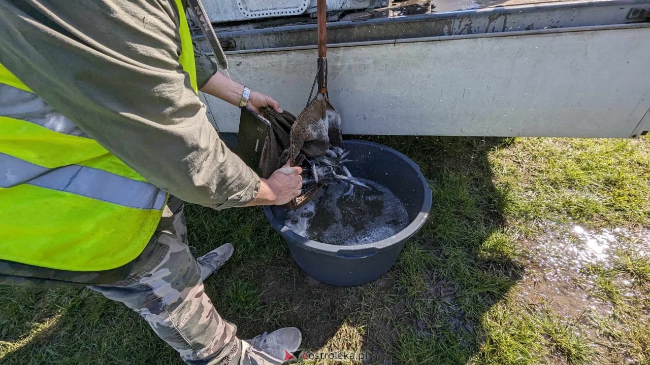 Wiosenne zarybianie Narwi z Energa Elektrownie Ostrołęka [09.05.2024] - zdjęcie #19 - eOstroleka.pl