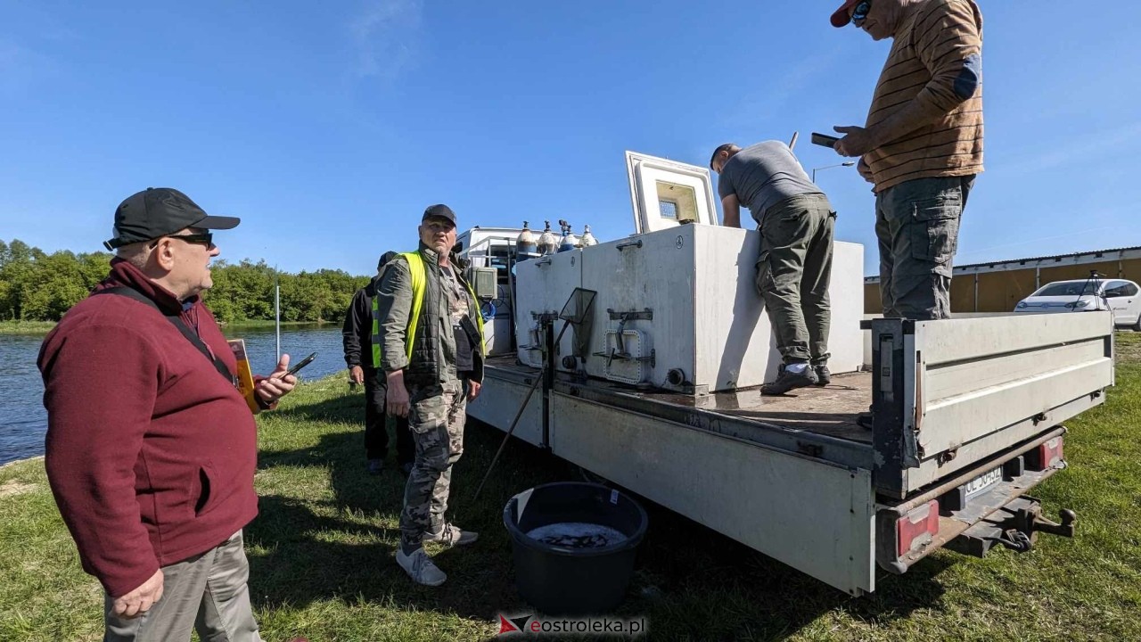 Wiosenne zarybianie Narwi z Energa Elektrownie Ostrołęka [09.05.2024] - zdjęcie #13 - eOstroleka.pl