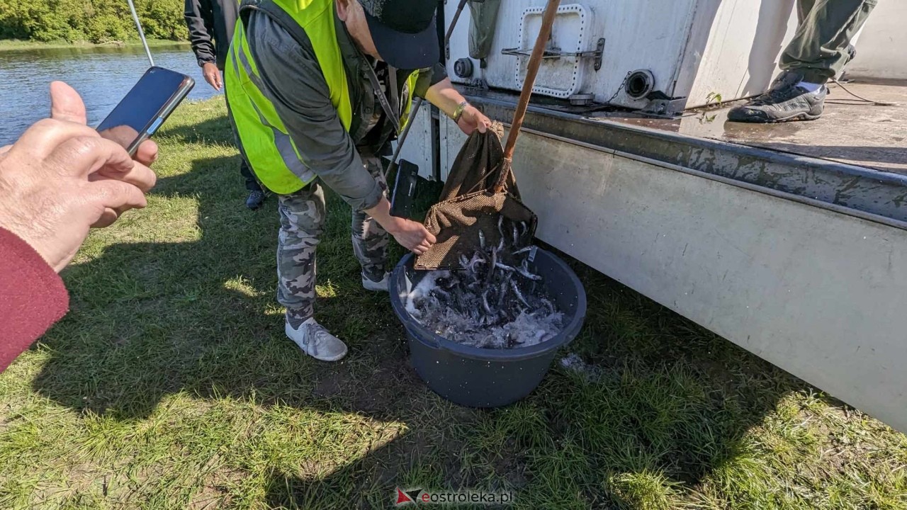 Wiosenne zarybianie Narwi z Energa Elektrownie Ostrołęka [09.05.2024] - zdjęcie #4 - eOstroleka.pl