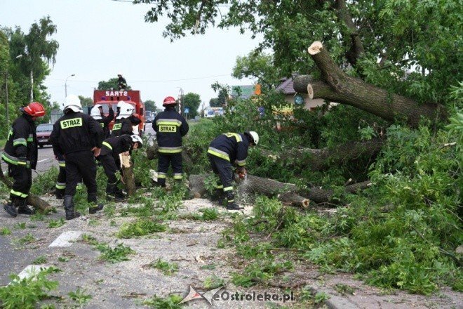 Drzewo na warszawskiej (24.06.2011) - zdjęcie #6 - eOstroleka.pl