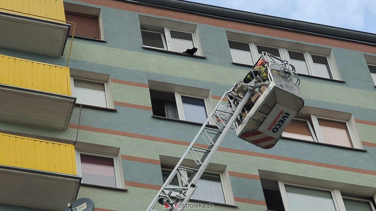 Akcja ratowania kota w Ostrołęce [04.06.2024] - zdjęcie #19 - eOstroleka.pl