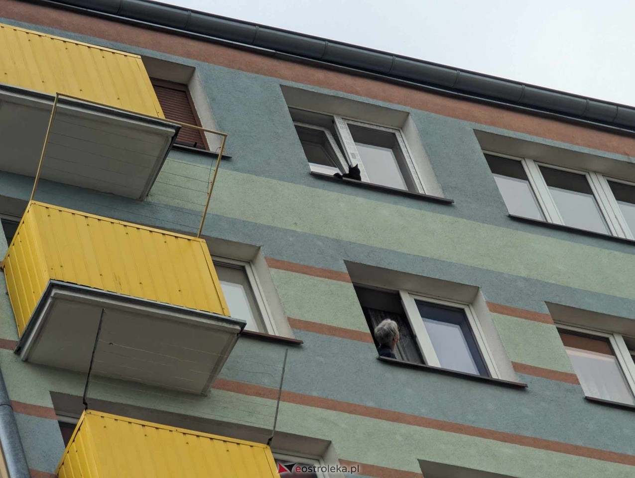 Akcja ratowania kota w Ostrołęce [04.06.2024] - zdjęcie #6 - eOstroleka.pl