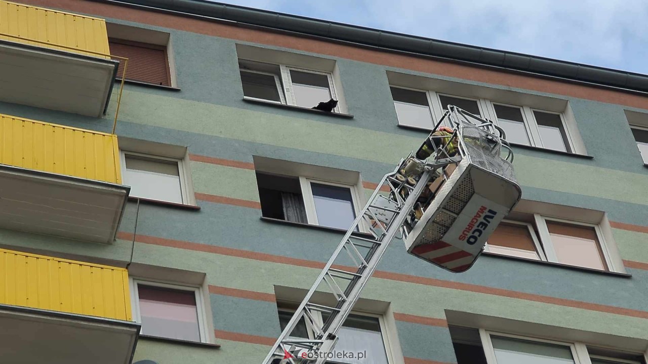 Akcja ratowania kota w Ostrołęce [04.06.2024] - zdjęcie #4 - eOstroleka.pl