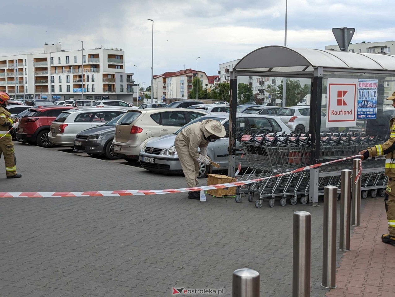 Pszczeli rój przed Galerią Bursztynową [13.06.2024] - zdjęcie #20 - eOstroleka.pl