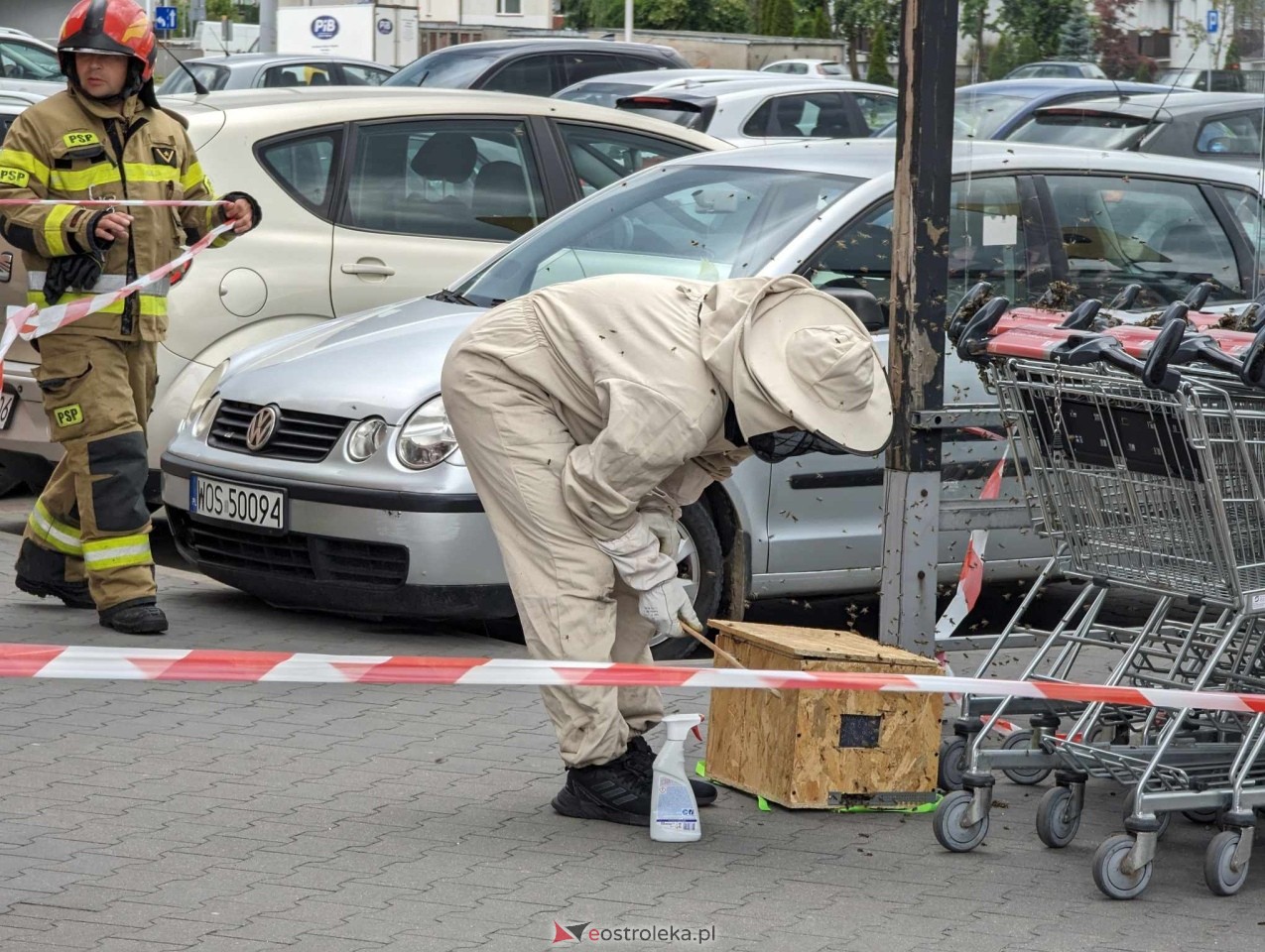 Pszczeli rój przed Galerią Bursztynową [13.06.2024] - zdjęcie #17 - eOstroleka.pl
