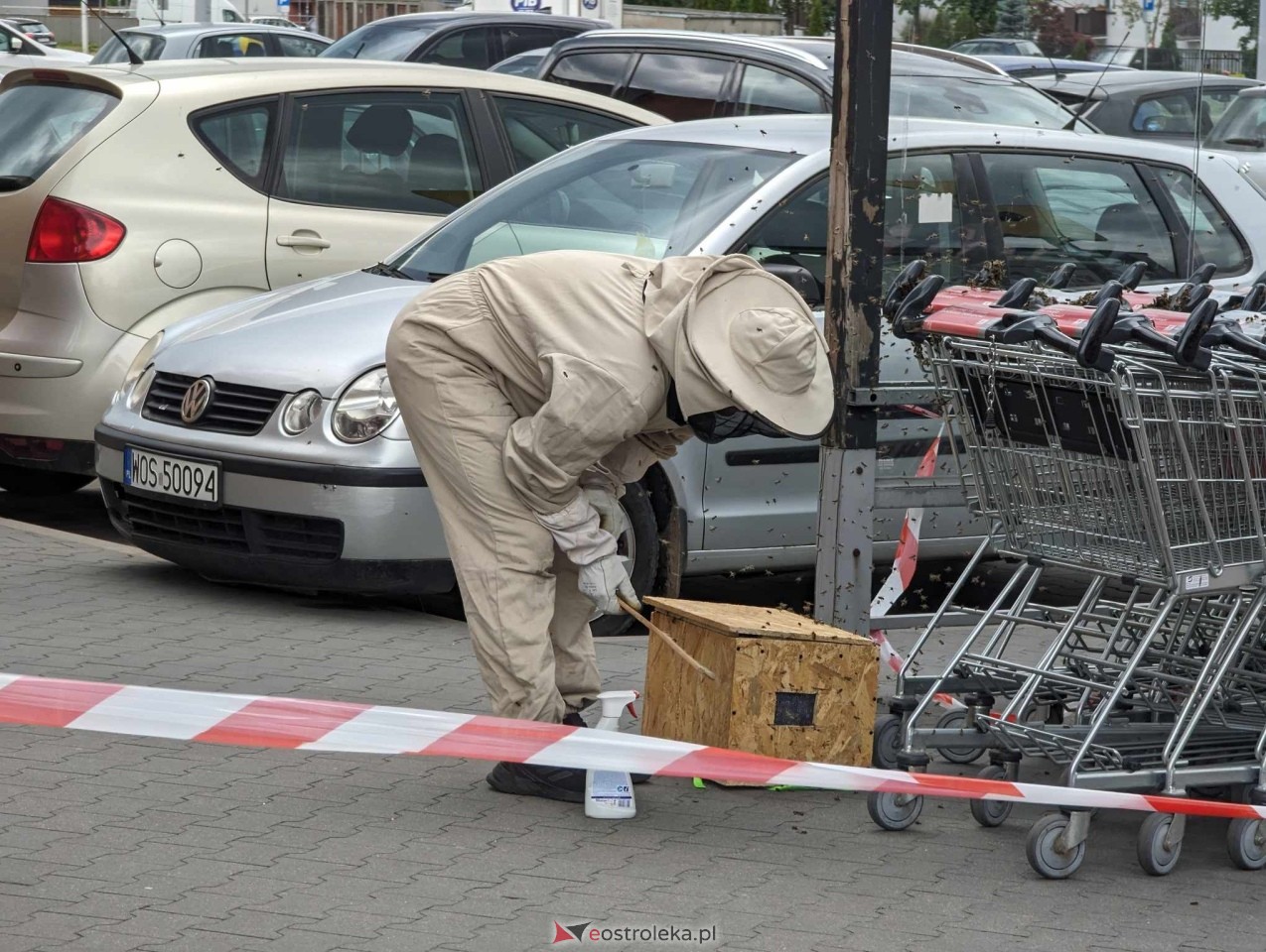 Pszczeli rój przed Galerią Bursztynową [13.06.2024] - zdjęcie #15 - eOstroleka.pl