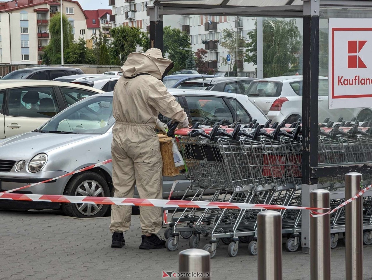 Pszczeli rój przed Galerią Bursztynową [13.06.2024] - zdjęcie #13 - eOstroleka.pl