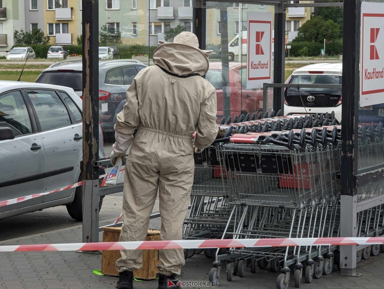 Pszczeli rój przed Galerią Bursztynową [13.06.2024] - zdjęcie #10 - eOstroleka.pl