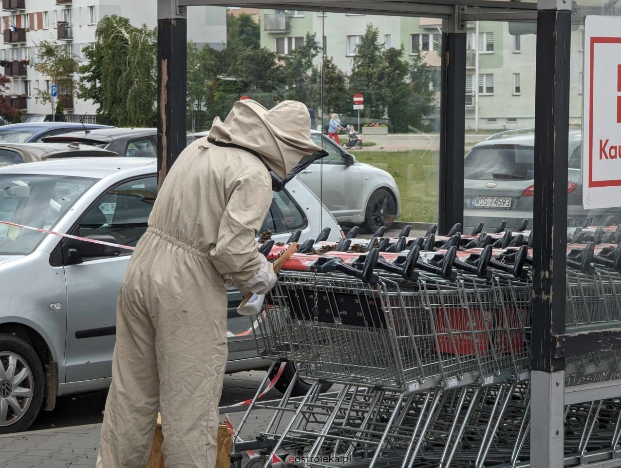 Pszczeli rój przed Galerią Bursztynową [13.06.2024] - zdjęcie #2 - eOstroleka.pl