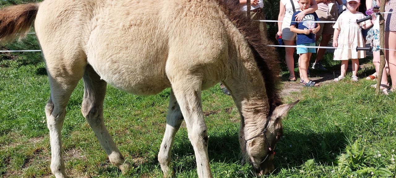 „Wianki dla Kurpianki” przy Muzeum Kultury Kurpiowskiej [29.06.24] - zdjęcie #18 - eOstroleka.pl