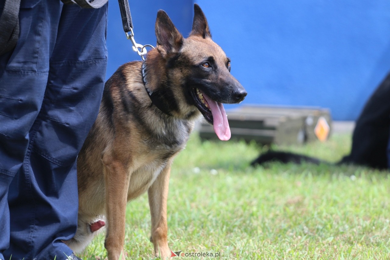 Święto Policji 2024 w Ostrołęce - piknik rodzinny [15.07.2024] - zdjęcie #78 - eOstroleka.pl