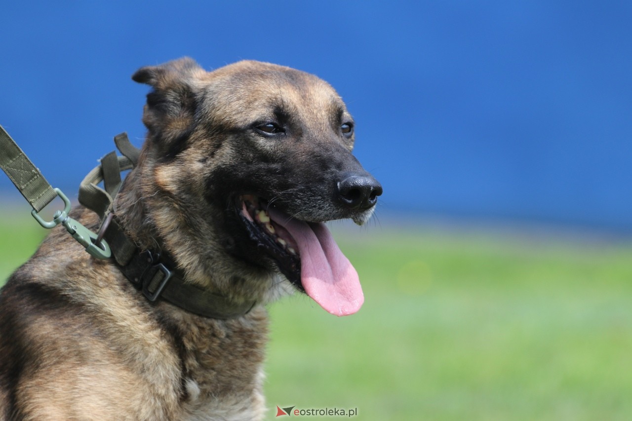 Święto Policji 2024 w Ostrołęce - piknik rodzinny [15.07.2024] - zdjęcie #76 - eOstroleka.pl