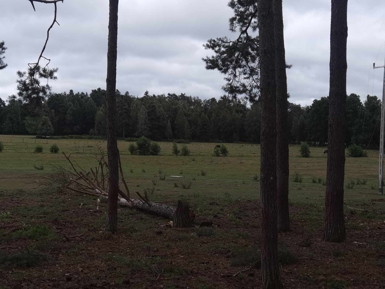 Drugi dzień usuwania skutków nawałcni w Ostrołęce i okolicach [30.07.2024] - zdjęcie #5 - eOstroleka.pl
