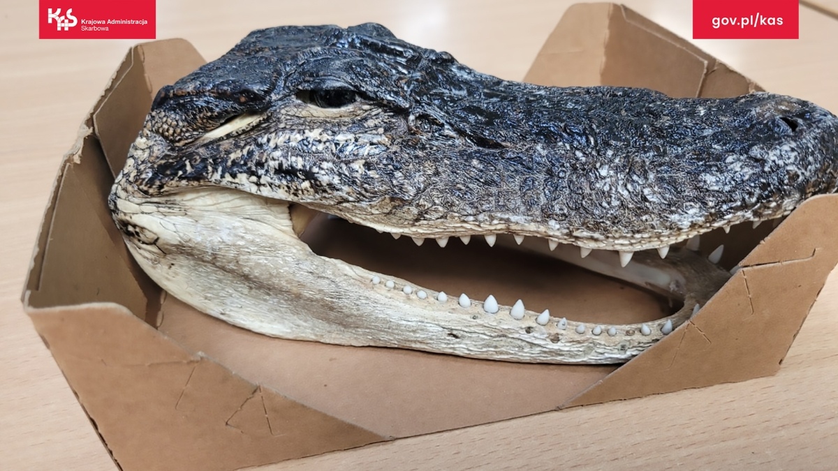 Egzotyczne skarby w walizkach? Mazowiecka KAS odkrywa przemyt chronionych gatunków - zdjęcie #10 - eOstroleka.pl