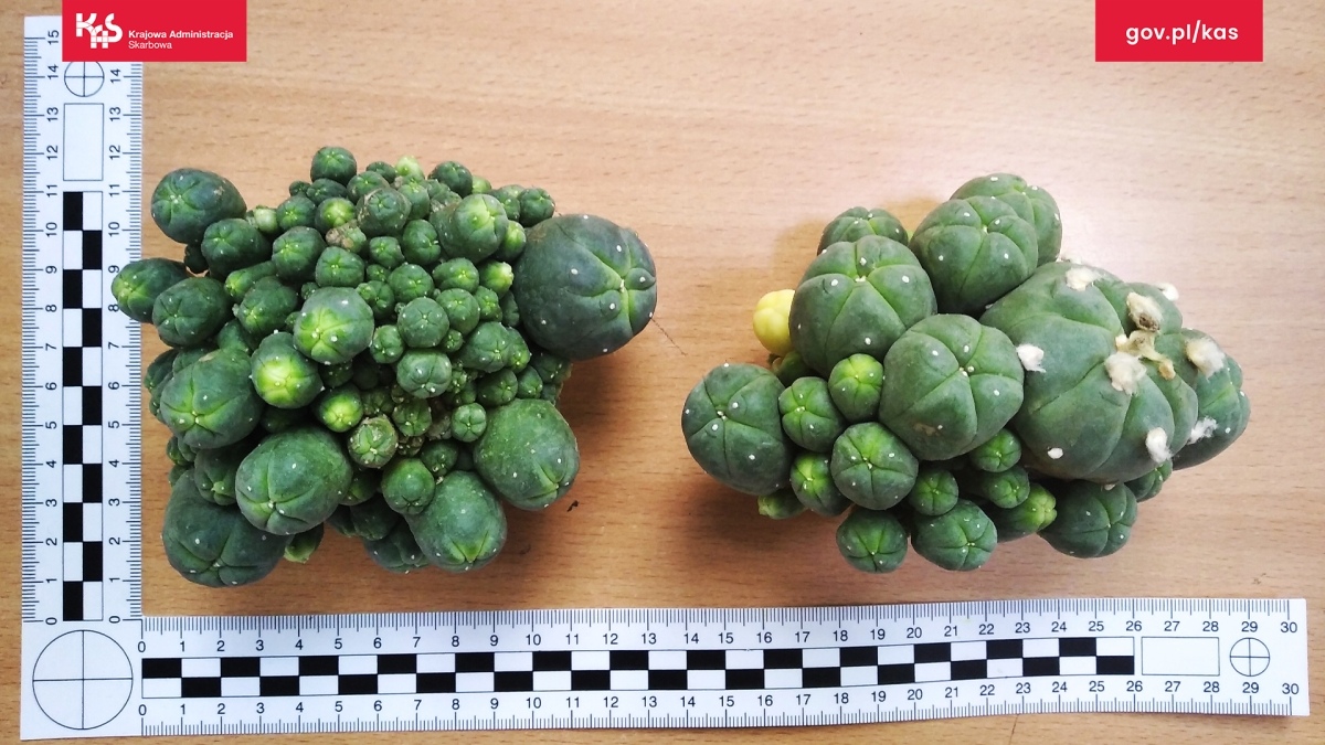 Egzotyczne skarby w walizkach? Mazowiecka KAS odkrywa przemyt chronionych gatunków - zdjęcie #9 - eOstroleka.pl