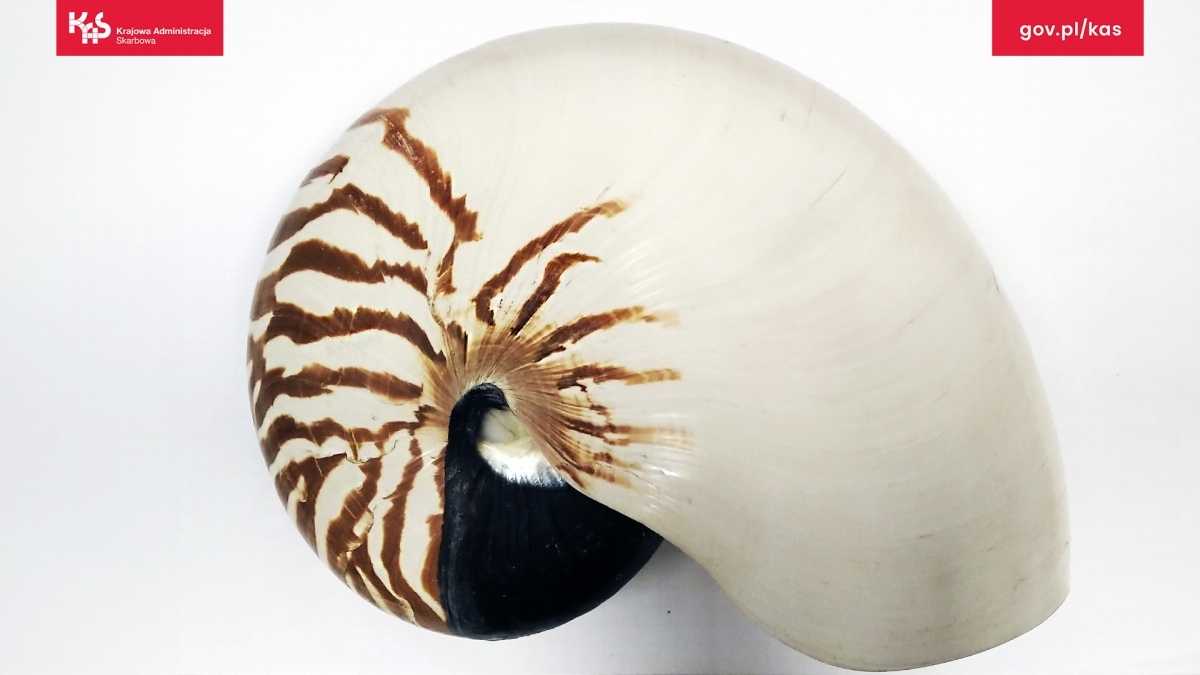 Egzotyczne skarby w walizkach? Mazowiecka KAS odkrywa przemyt chronionych gatunków - zdjęcie #7 - eOstroleka.pl