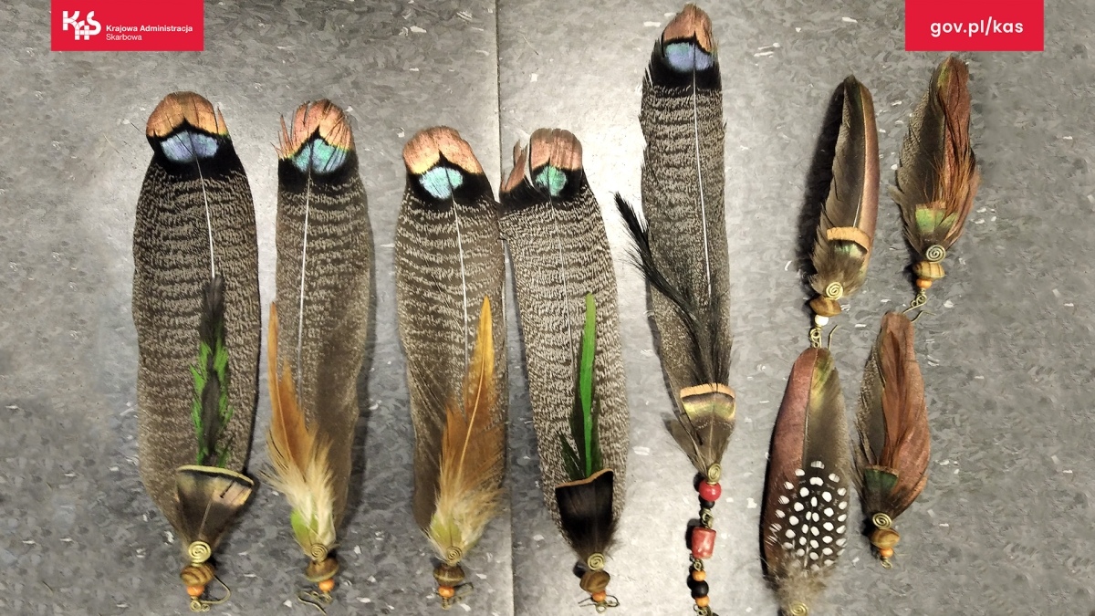 Egzotyczne skarby w walizkach? Mazowiecka KAS odkrywa przemyt chronionych gatunków - zdjęcie #6 - eOstroleka.pl